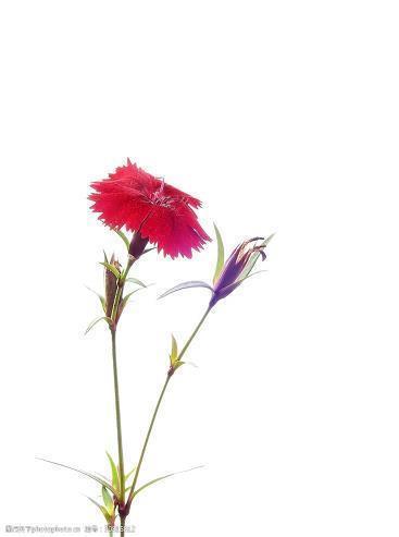 中秋节