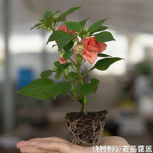 廓开大计成语接龙游戏