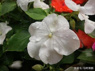 累足成步成语接龙游戏