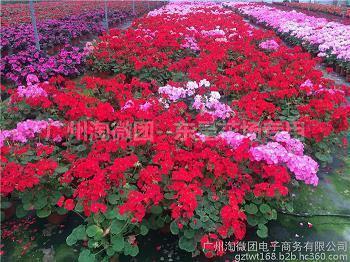 梁孟相敬成语接龙游戏