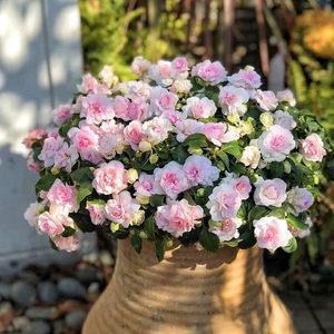 清风高节成语接龙游戏