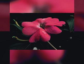 言行相诡成语接龙游戏