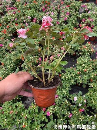 枯蓬断草成语接龙游戏