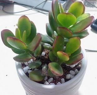 旁征博访成语接龙游戏