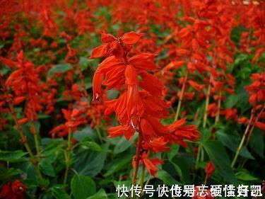 经纬天下成语接龙游戏