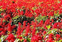 林下清风成语接龙游戏