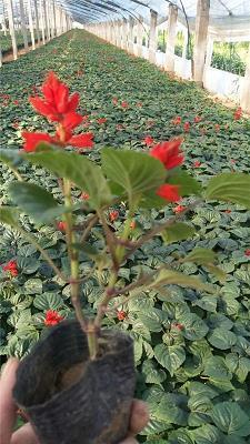 无虑无忧成语接龙游戏
