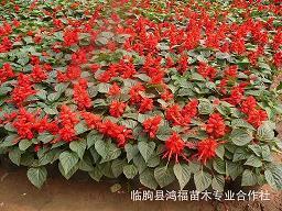 精神满腹成语接龙游戏