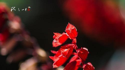 麦秀两歧成语接龙游戏