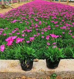 中 秋 节