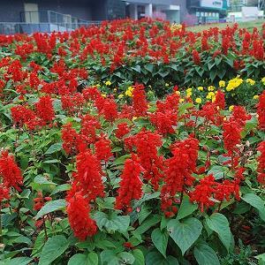怡神养性成语接龙游戏