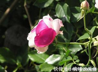 拍马溜须成语接龙游戏