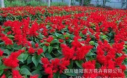 闭门觅句成语接龙游戏