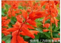 淫言诐行成语接龙游戏
