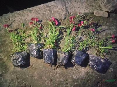 苦心造诣成语接龙游戏