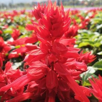 虽休勿休成语接龙游戏