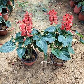 终其天年成语接龙游戏