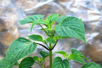 遮前掩后成语接龙游戏