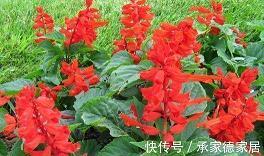 神机妙算成语接龙游戏