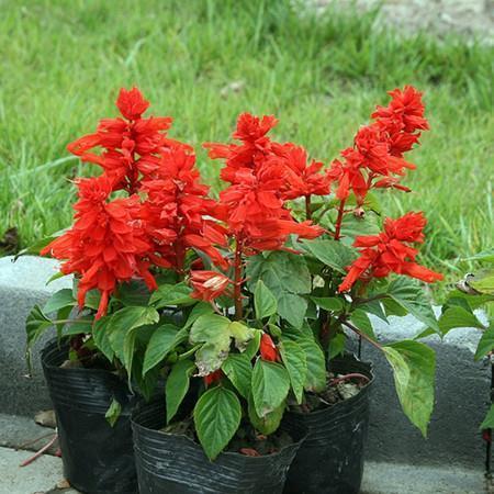张唇植髭成语接龙游戏