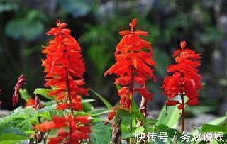 策驽砺钝成语接龙游戏
