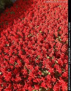 飞沙走砾成语接龙游戏