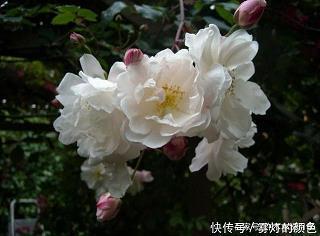 难弟难兄成语接龙游戏