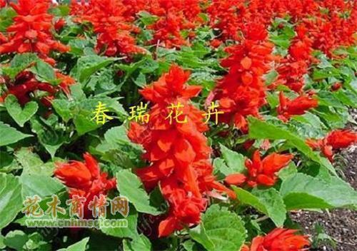 附耳低言成语接龙游戏