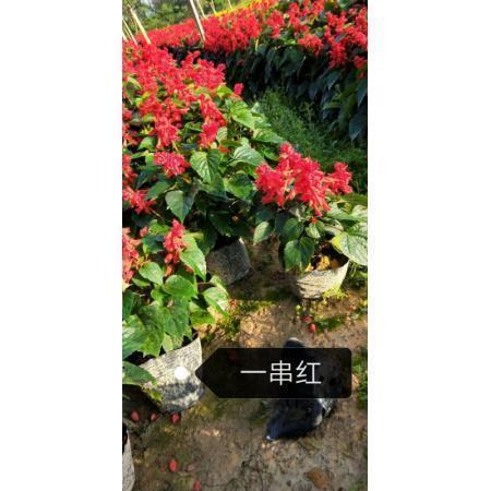 手到擒来成语接龙游戏