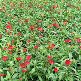 火树银花造句-用火树银花怎么造句