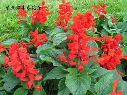 三月栽薯四月挖打一成语