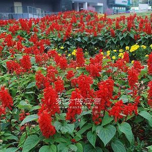 瞪眼咋舌成语接龙游戏
