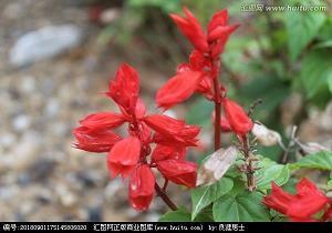 饶有风趣成语接龙游戏