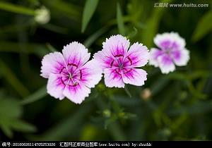 如花似玉造句-用如花似玉怎么造句