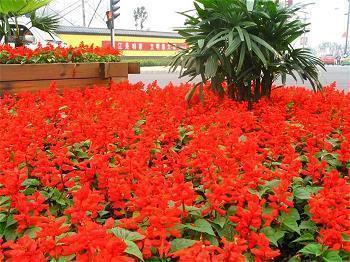 春花秋实成语接龙游戏