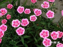 三阳交泰成语接龙游戏