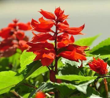 盘游无度成语接龙游戏