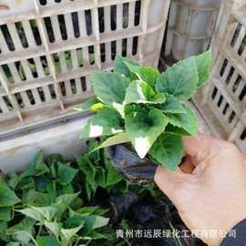 采薪之患成语接龙游戏
