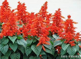 熬油费火成语接龙游戏