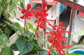 言从计纳成语接龙游戏