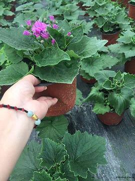 零七八碎成语接龙游戏