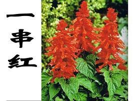 管窥筐举成语接龙游戏