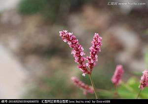 蝉联蚕绪成语接龙游戏