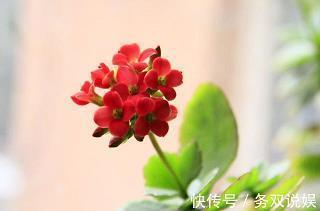 马尾做弦打一成语