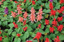 性情中人成语接龙游戏