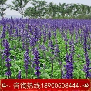 殚精极思成语接龙游戏