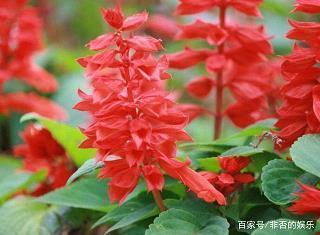 装聋作哑成语接龙游戏