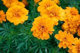 蟠根错节成语接龙游戏