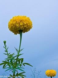 龙腾虎啸成语接龙游戏