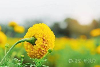 枯骨之馀成语接龙游戏